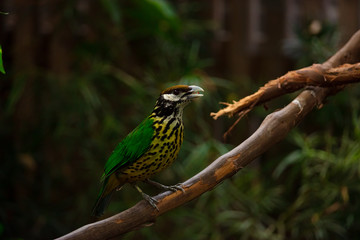 Naklejka na ściany i meble Green and yellow bird perched on a branch