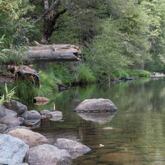 River amid a forest and mountains at Yosemite national park