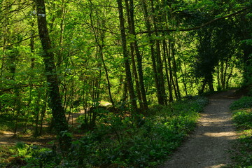 Obraz premium Forest path, Jersey, U.K. Spring lush woodland.