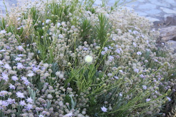 Obraz premium Vegetation