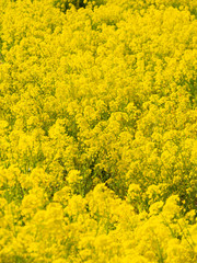 Obraz premium 菜の花