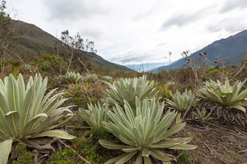 View of the Paramos, endemic plants, mountain near Merida. Unique ecosystem found in the Andes of...
