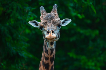 close up portrait of a giraffe