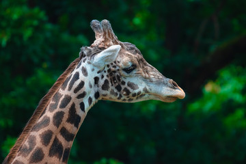 portrait of a giraffe
