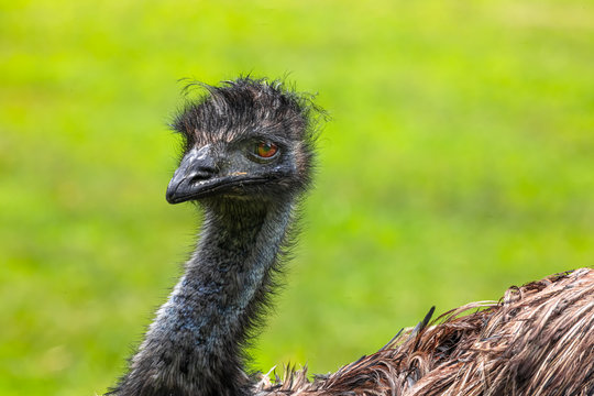 Emu Looking" Images – Browse 24 Stock Photos, Vectors, and Video | Adobe  Stock