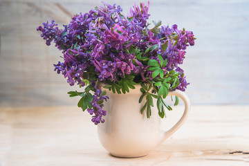 Beautiful bouquet of forest spring flowers. Corydalis solida or fumewort flowers in jug