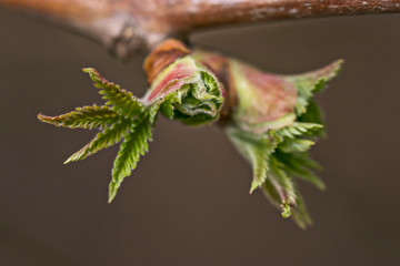 Macro photography of plants. Tender young leaves of trees appear on branches in early spring. Photos of the nature of Siberia and Russia in the spring.