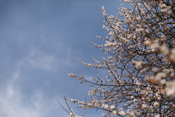 Spring blooming cherry or apricot. The spring sun