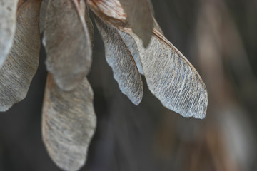 Macro: old dry maple tree seeds look like parchment. Nature photos of Siberia and Russia.