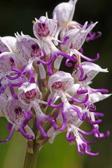 Tischdecke Affen-Knabenkraut (Orchis simia), Olymp, Griechenland - Monkey orchid (Orchis simia), Mt. Olympos, Greece © bennytrapp