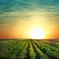 Naklejka na ściany i meble Picturesque view of blooming potato field at sunset. Organic farming
