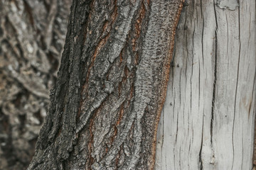 Texture background of the trunk of an old maple tree. Nature photos of Siberia and Russia.