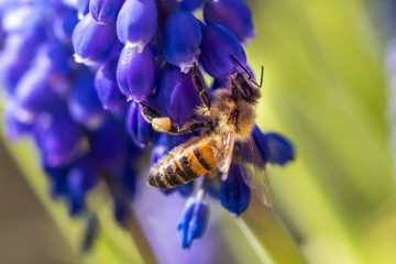 Macro-Bee on purple flower
