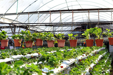 Strawberries being grown irrigation system green house.