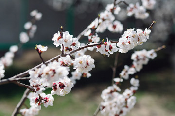 Spring blooming cherry or apricot. The spring sun