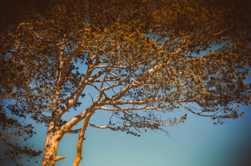autumn tree branches