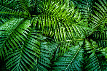 fern leaf, lush green foliage in rainforest, nature background	
