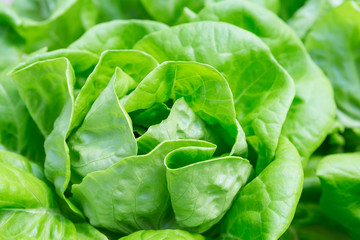 Closeup fresh green lettuce, organic vegetable garden, nature concept background, agriculture background idea
