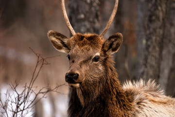 Elk Grazing In A Grassy Field After A Long Winter