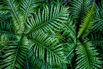 Naklejka na ściany i meble fern leaf, lush green foliage in rainforest, nature background 