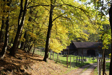 Yellow autumn