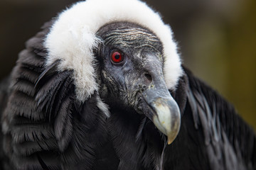 Portrait of Perched Andean Condor