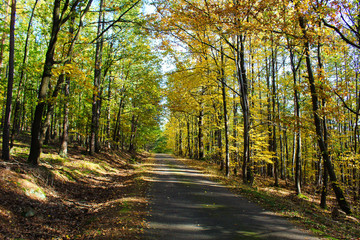 Autumn forest