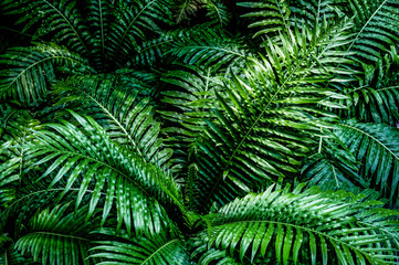 fern leaf, lush green foliage in rainforest, nature background	

