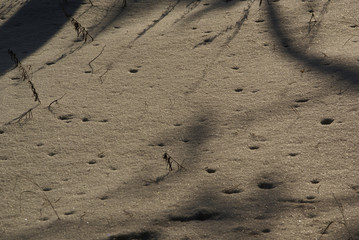 natural drawing in the snow