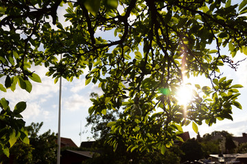 The sun is shining through some green leaves in a garden on a warm summer evening in Sweden
