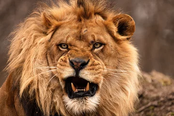 Tuinposter Portret van een mannelijke Afrikaanse leeuw © SIX60SIX