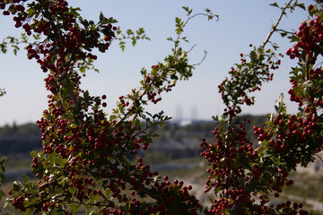 A bush with lots of red berries grows next to the protected area called Kalkbrottet in Malmö, Sweden. In the distance, blurred, is the silhouette of the Oresund bridge