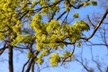 yellow leaves on blue sky