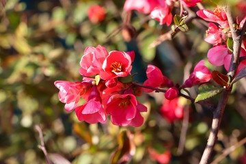 pink flowers in the garden