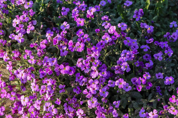 violet flowers in the garden