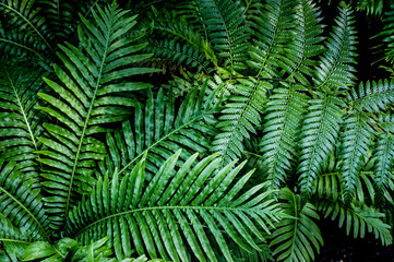 Fototapeta na wymiar fern leaf, lush green foliage in rainforest, nature background 