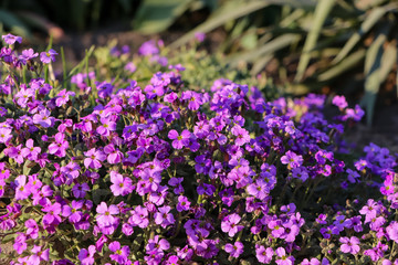 lavender flowers in the garden