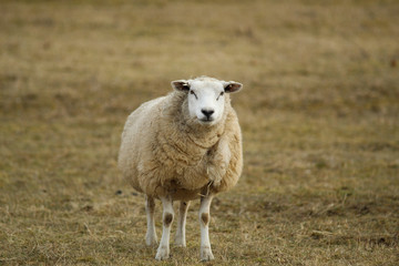 Sheep smile