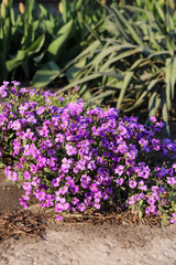 Obraz premium lilac flowers in the garden