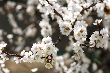 Spring blooming cherry or apricot. The spring sun