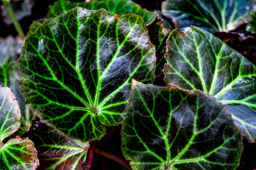 Obraz premium closeup nature view of green leaf texture, dark wallpaper concept, nature background, tropical leaf