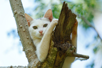 Beautiful Cat on a tree