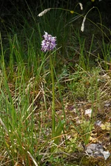 Foto auf Alu-Dibond Affen-Knabenkraut (Orchis simia), Olymp, Griechenland - Monkey orchid (Orchis simia), Mt. Olympos, Greece © bennytrapp