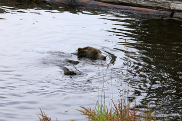 Vancouver, America - August 18, 2019: Grizzly bear at Grouse Mountain, Vancouver, America