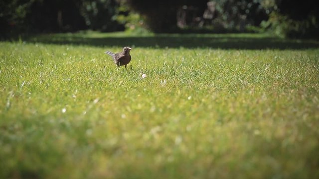 Amsel pickt im Gras