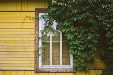 Window of cozy little country house painted yellow among lush green trees and bushes