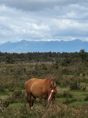 Caballo alimentándose