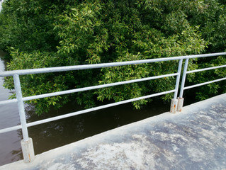 Narrow Walkway with Railings Along Mangrove Forest