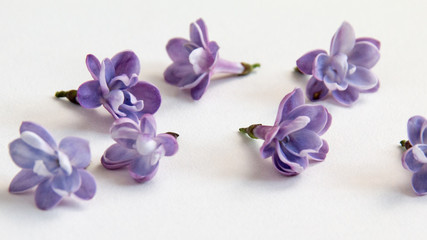 fleurs lilas isolés sur fond blanc © OlgaFet