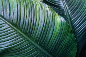 	
tropical leaves, dark green foliage, abstract nature background	
